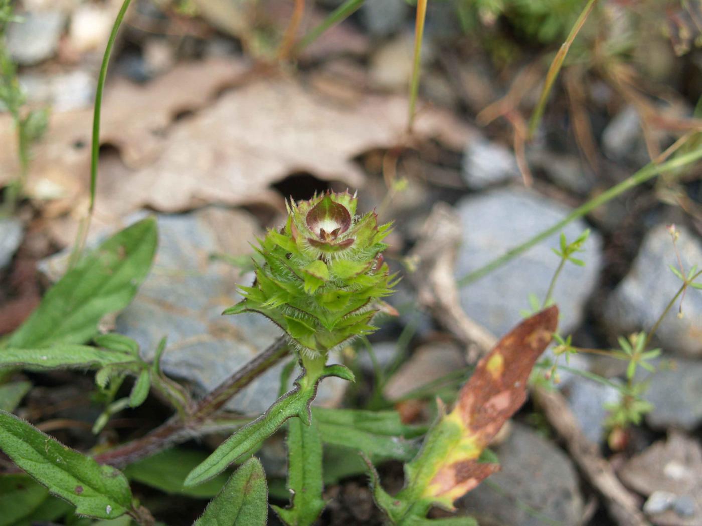 Self-Heal, Cut-leaved fruit